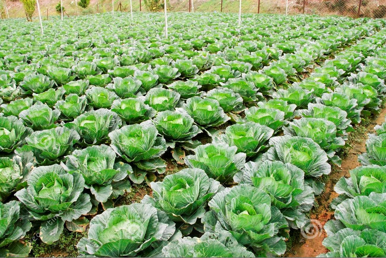 AGRICULTURE