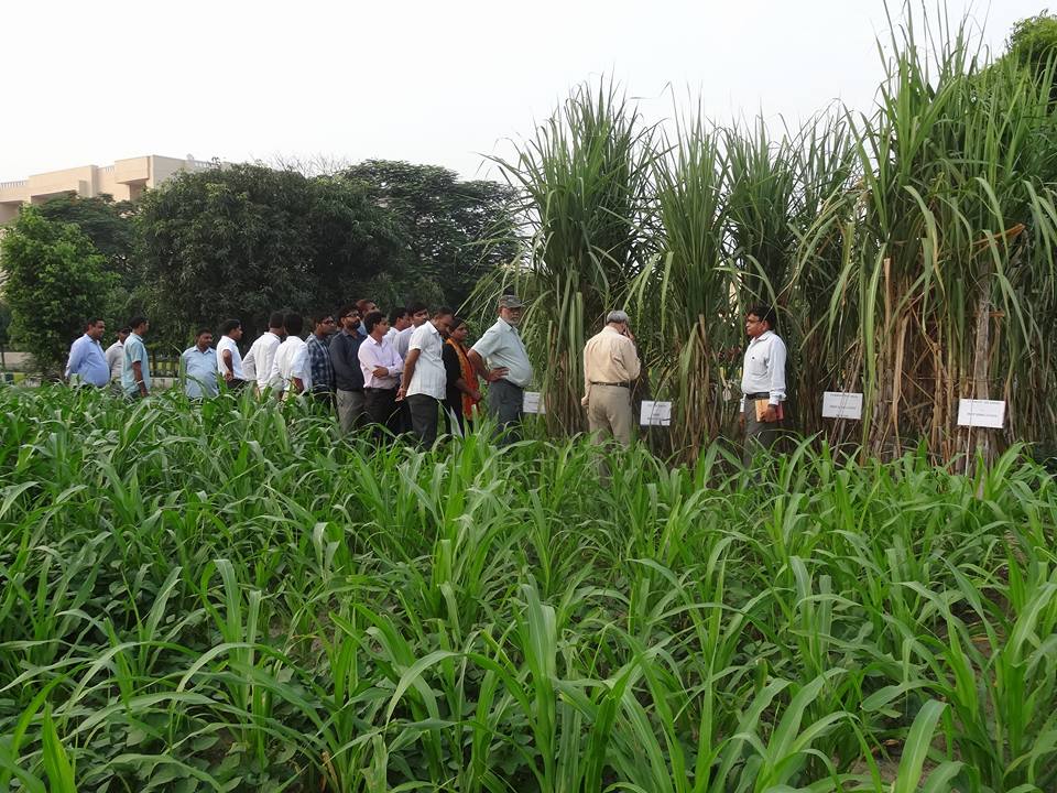 AGRICULTURE
